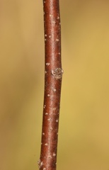 Ptelea trifoliata mollis