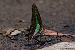 Graphium teredon