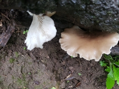 Crepidotus applanatus