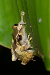 Pristimantis ridens