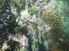 Ophioblennius steindachneri