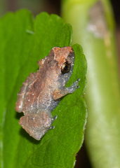 Diasporus diastema