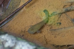 Anablepsoides hartii