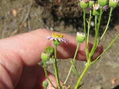 Erigeron foliosus