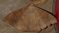 Oxydia trychiata