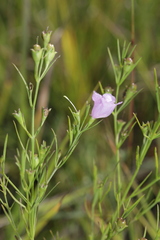 Agalinis aspera