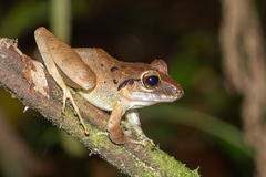 Craugastor crassidigitus