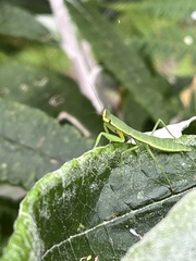 Orthodera ministralis