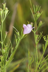 Agalinis aspera