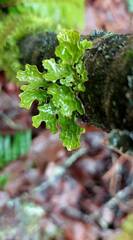 Lobaria pulmonaria