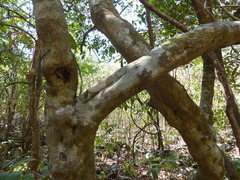 Salacia chinensis