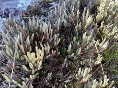 Selaginella corallina