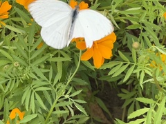 Ascia monuste monuste