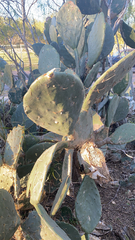 Opuntia robusta