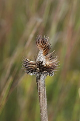 Echinacea simulata