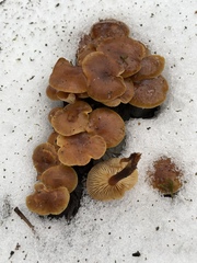Flammulina filiformis
