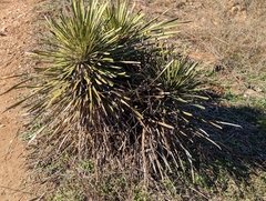 Yucca constricta