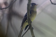Empidonax occidentalis
