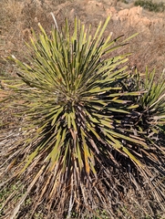 Yucca constricta