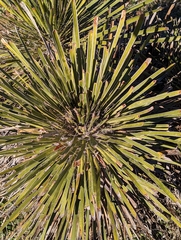 Yucca constricta