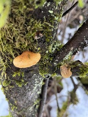 Crepidotus calolepis