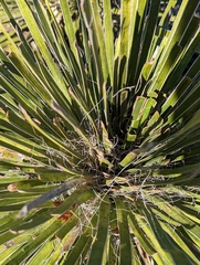 Yucca constricta