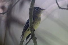 Empidonax occidentalis