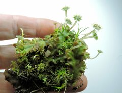 Marchantia polymorpha montivagans