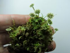 Marchantia polymorpha montivagans