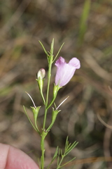 Agalinis aspera