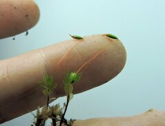 Mnium spinulosum