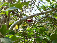 Salacia chinensis