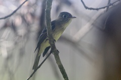 Empidonax occidentalis