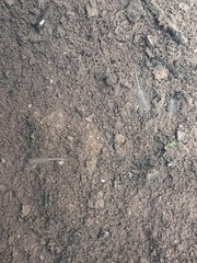 Branchinecta sandiegonensis