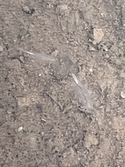 Branchinecta sandiegonensis