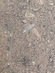 Branchinecta sandiegonensis