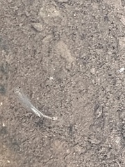 Branchinecta sandiegonensis