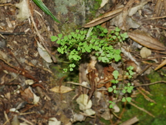 Carmichaelia australis