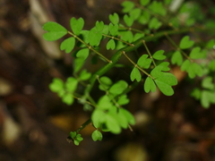 Carmichaelia australis