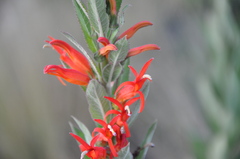 Siphocampylus foliosus