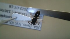 Hylaeus leptocephalus