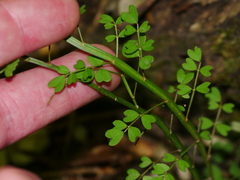 Carmichaelia australis