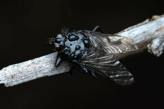 Hippoboscoidea