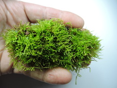 Rhytidiadelphus loreus