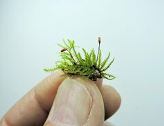 Rhytidiadelphus loreus