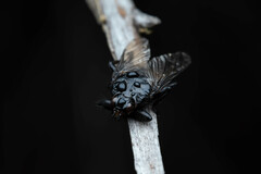 Hippoboscoidea