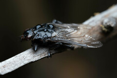 Hippoboscoidea