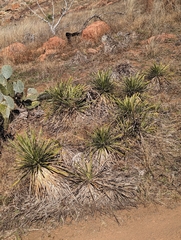 Yucca constricta
