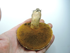 Suillus lakei