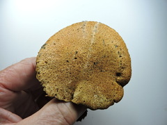 Suillus lakei